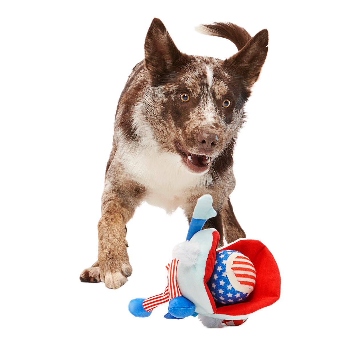 Uncle Clam Plush Multi-Part + Fetch Dog Toy
