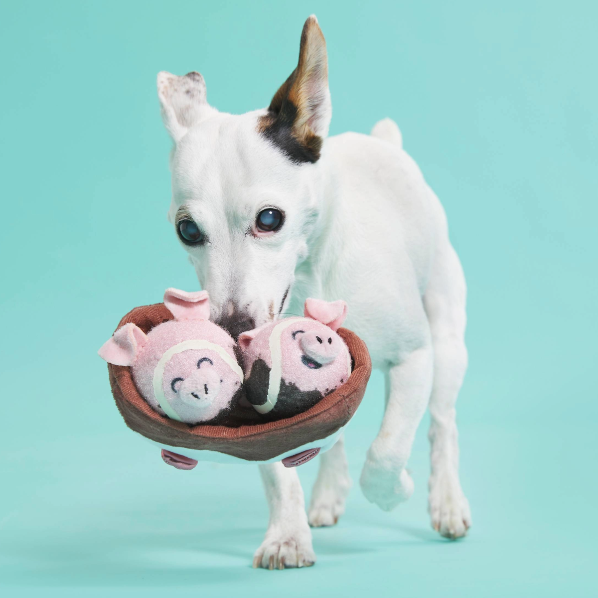 Sow Fresh & Sow Clean