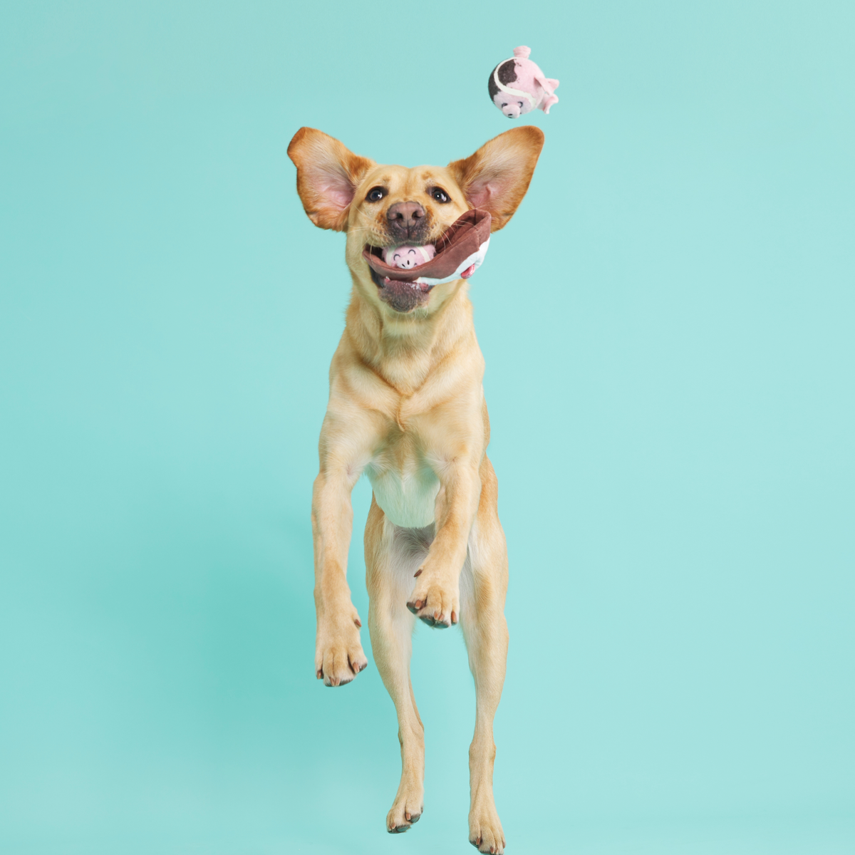 Sow Fresh & Sow Clean