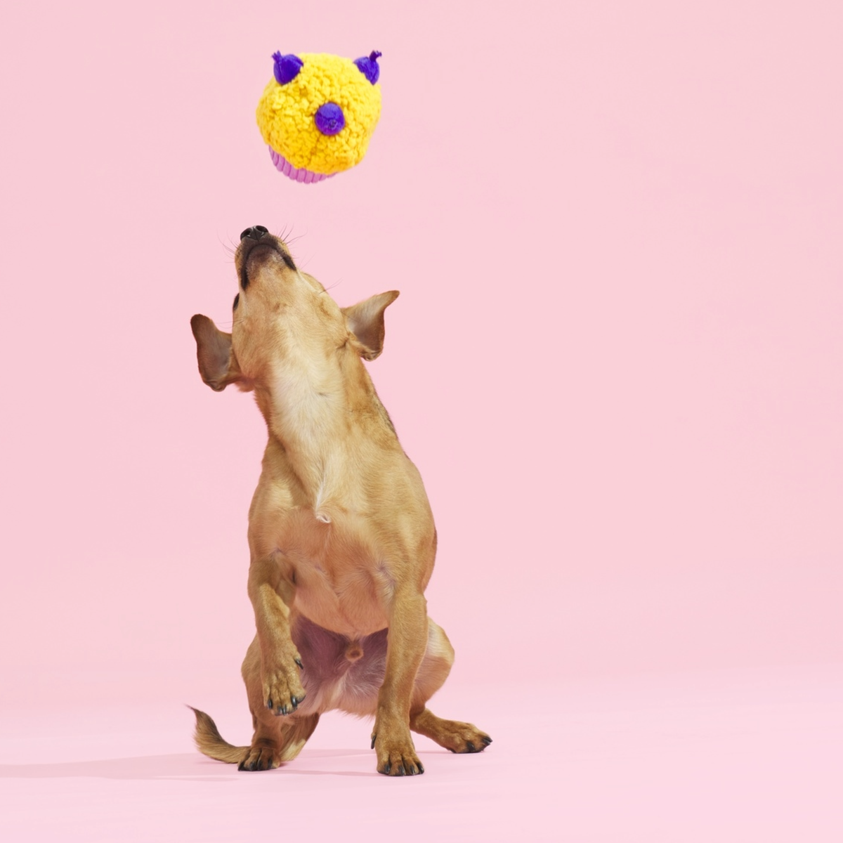 Stuffin' Muffin Plush Fetch Dog Toy