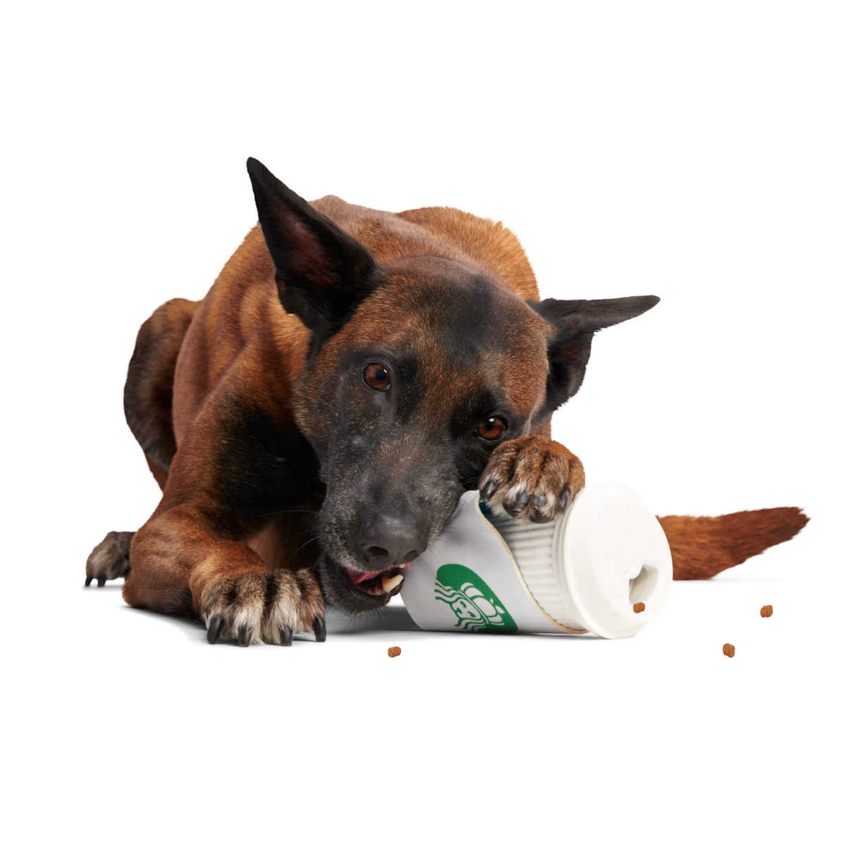 Pupkin Spice Yappuccino