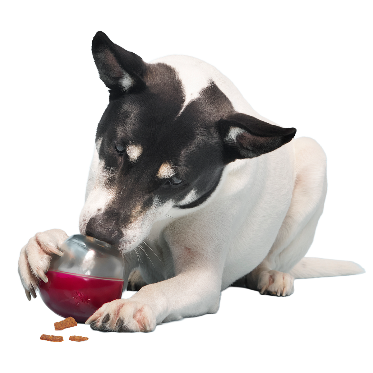 Vino Vidi Vici Super Chewer Durable Enrichment Dog Toy