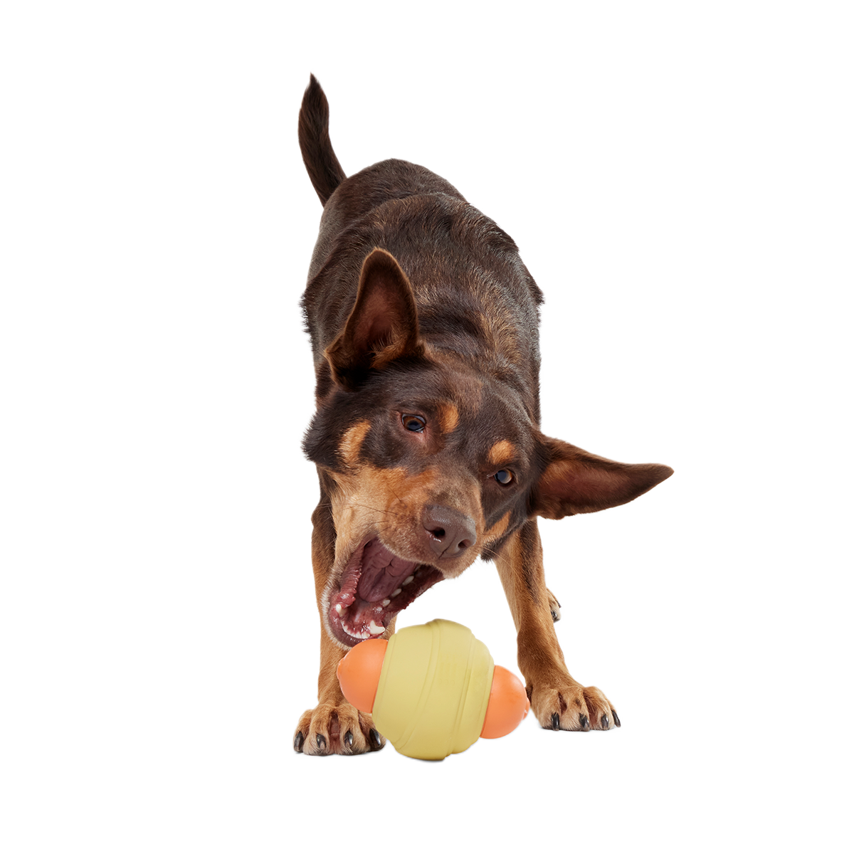 Weenie Dawg Super Chewer Durable Gnaw Dog Toy