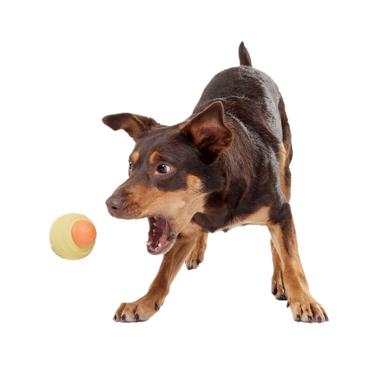 Weenie Dawg Super Chewer Durable Gnaw Dog Toy