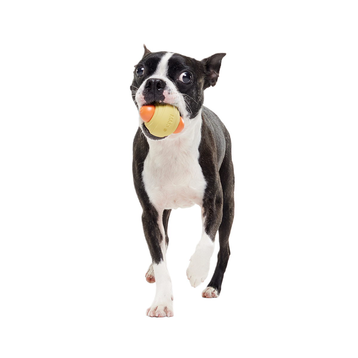 Weenie Dawg Super Chewer Durable Gnaw Dog Toy