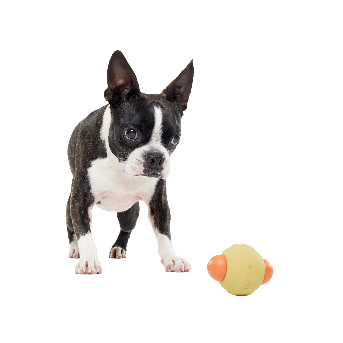 Weenie Dawg Super Chewer Durable Gnaw Dog Toy
