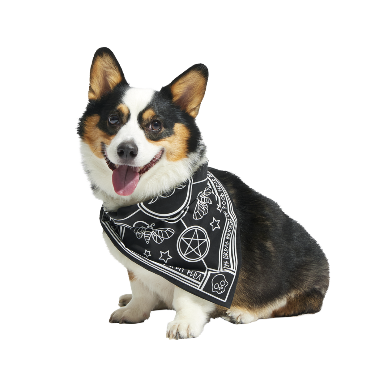 Witch Dog Bandana
