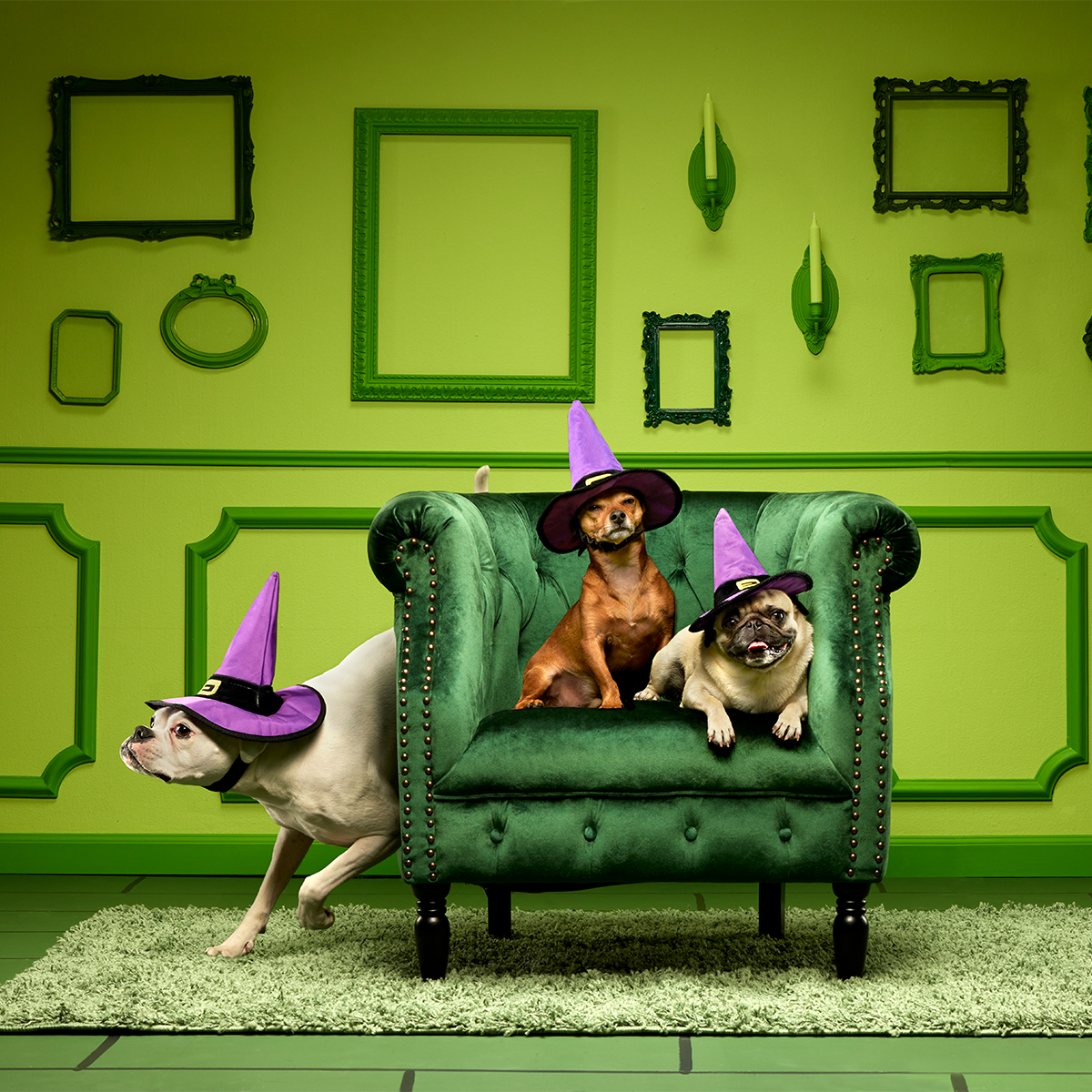 Witch's Scritches Hat Super Chewer Durable Wearable Dog Toy