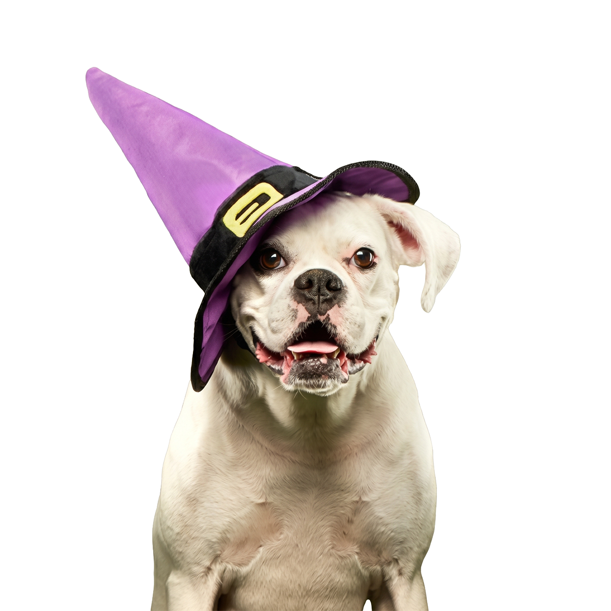 Witch's Scritches Hat Super Chewer Durable Wearable Dog Toy