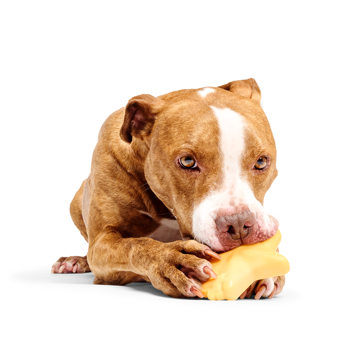 Woodstock's Star Super Chewer Durable Gnaw Dog Toy