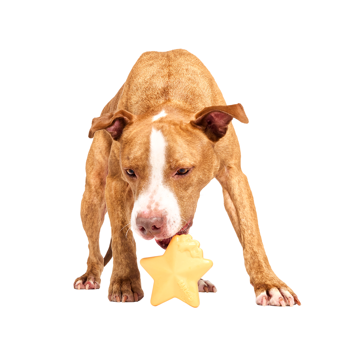 Woodstock's Star Super Chewer Durable Gnaw Dog Toy