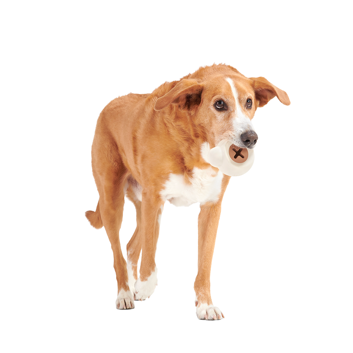 Yappucino Super Chewer Durable Enrichment Dog Toy