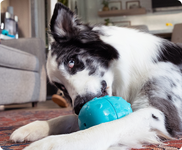 Your Dog's New BFF