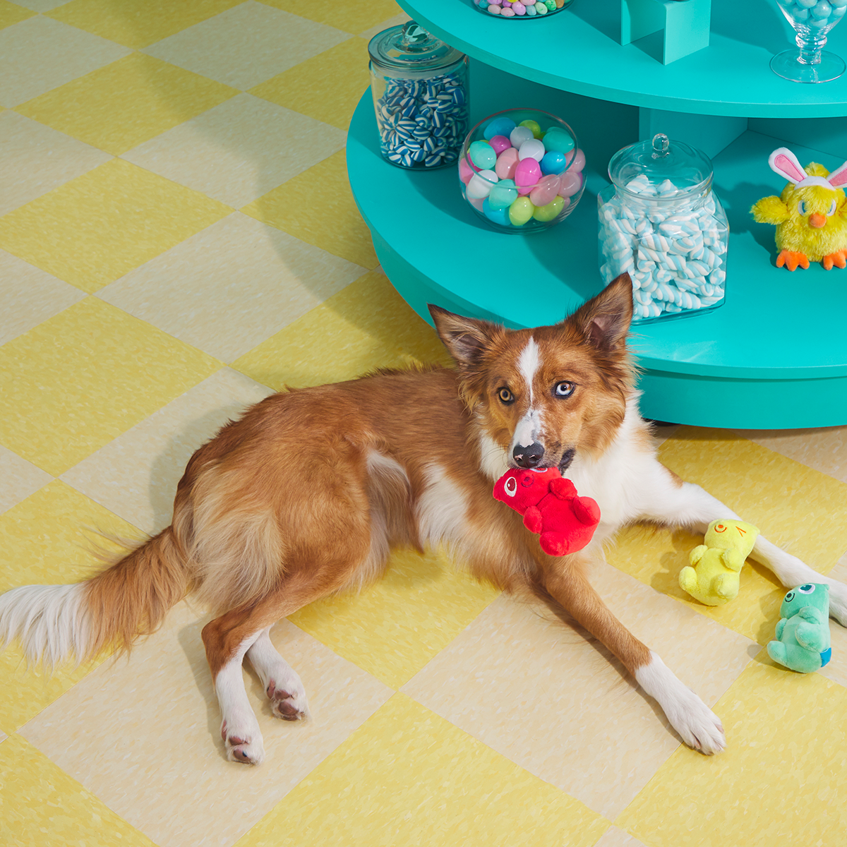 Yummy Bear Buddies Plush Multi-Part Dog Toy