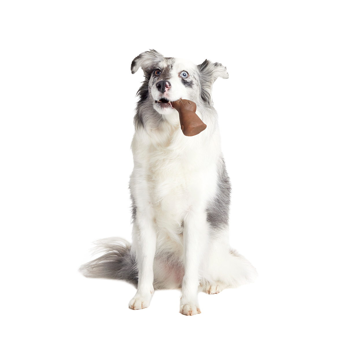 Yummy Bunny Super Chewer Durable Gnaw Dog Toy