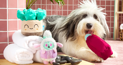About Bark: Bringing Joy to Dogs & Their Humans