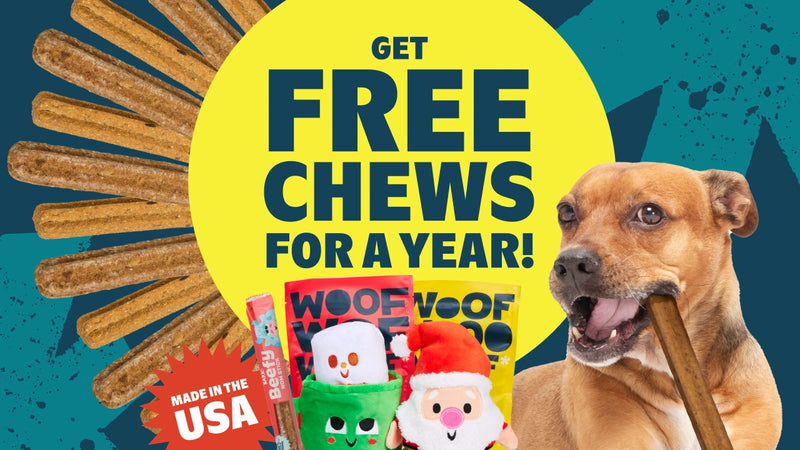 Dog Joy Delivered Every Month