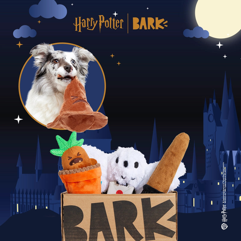 Dog Joy Delivered Every Month