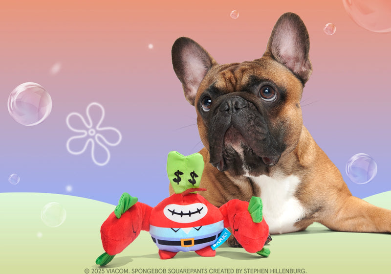 Dog Joy  Delivered  Every Month