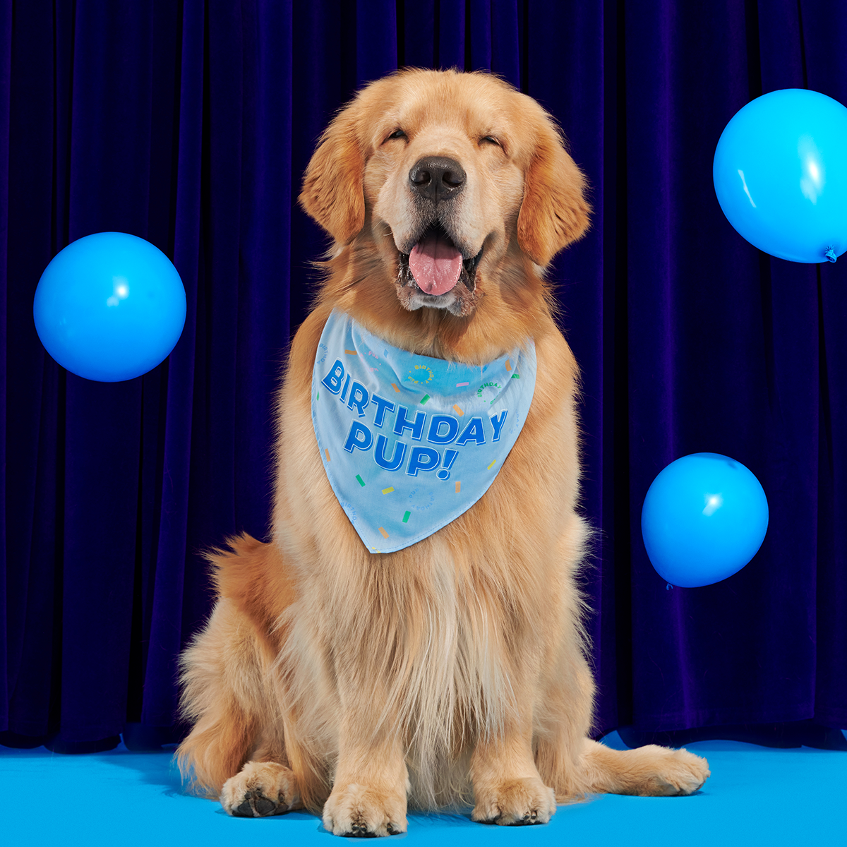 Birthday Super Chewer Box (Toy-Only) - One Month Gift Box#Dog Size_Medium Dog