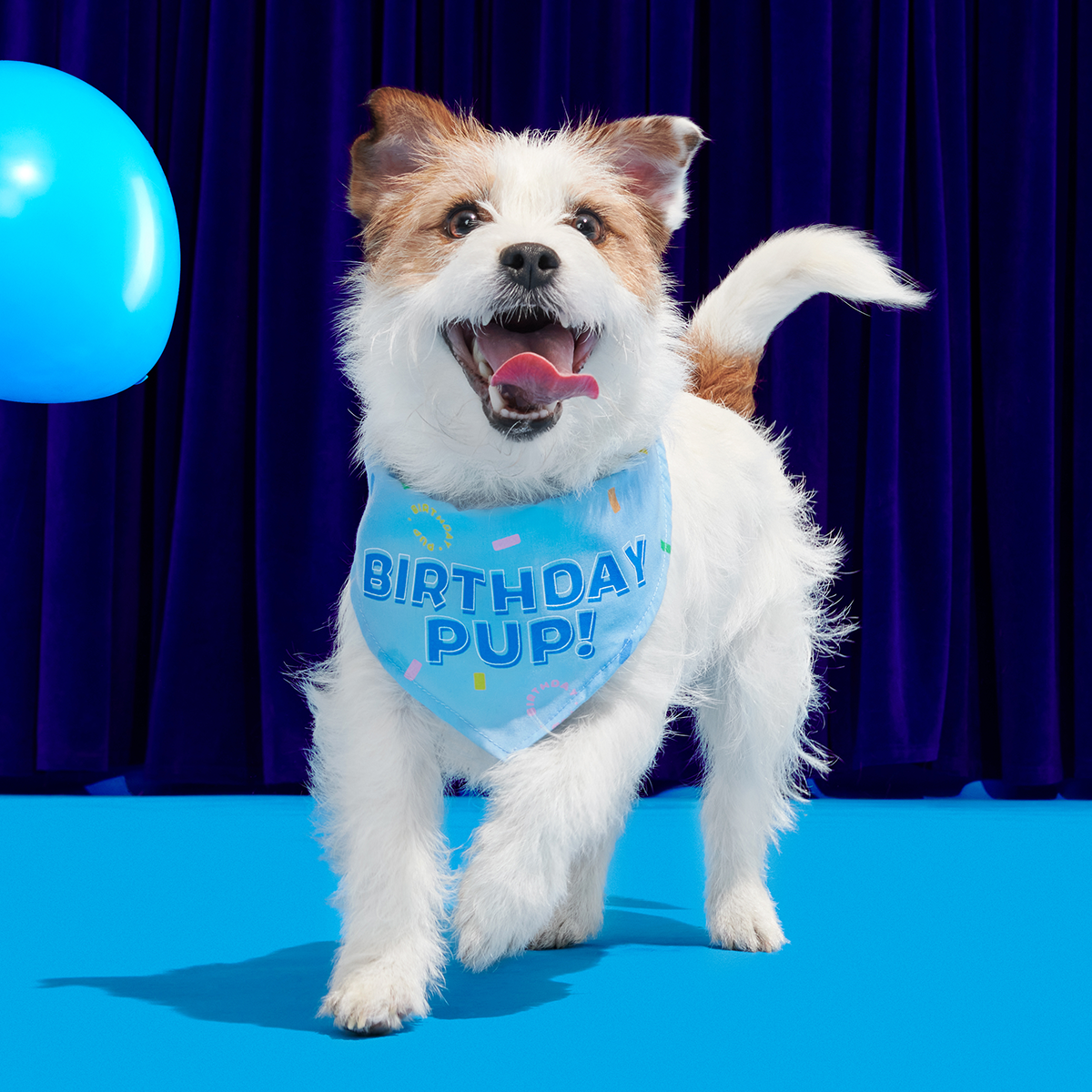 Birthday BarkBox (Toy-Only) - One Month Gift Box#Dog Size_Small Dog