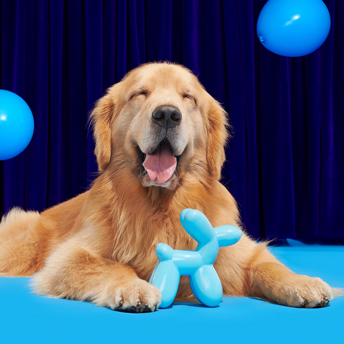 Birthday Super Chewer Box (Toy-Only) - One Month Gift Box#Dog Size_Large Dog