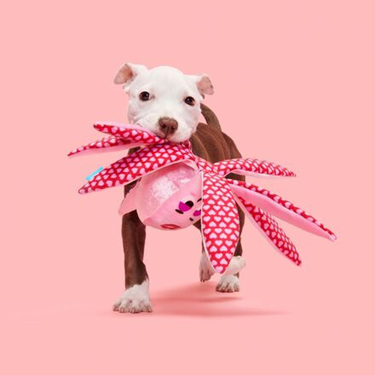 Ollie the Octopus Club