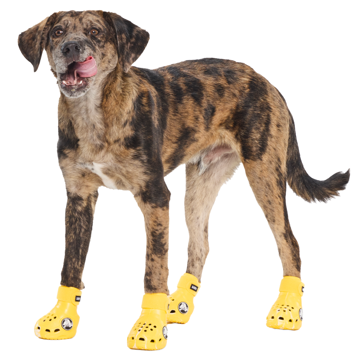 crocs_yellow#Color_Sunflower