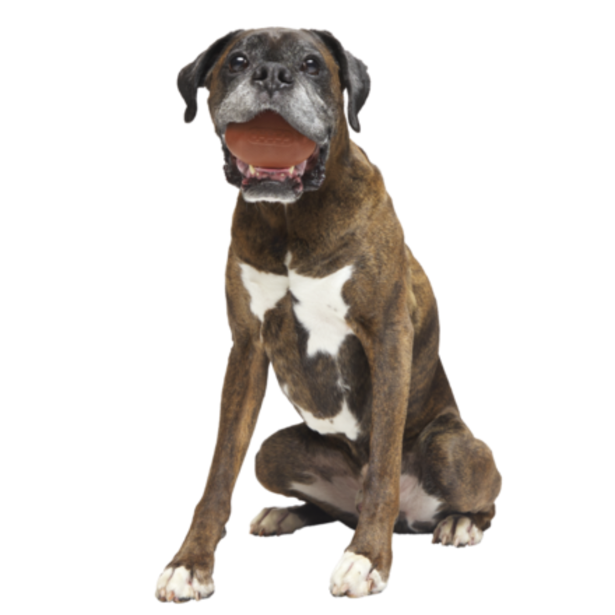 Chompionship Football