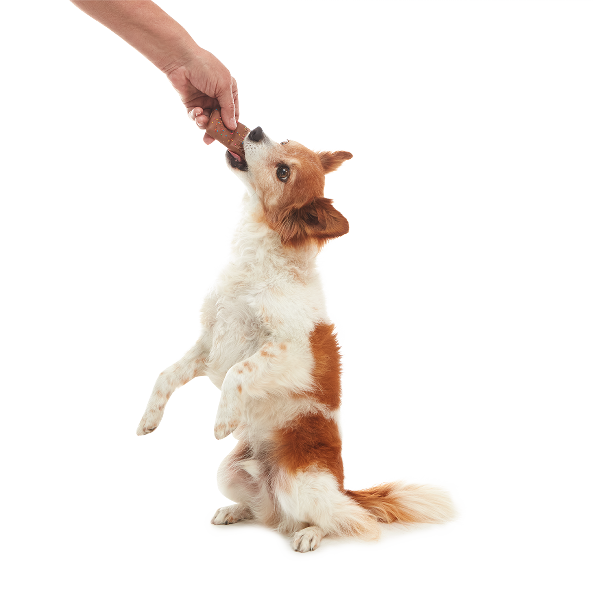 Bud Hounds BarkBox - One Month Gift Box