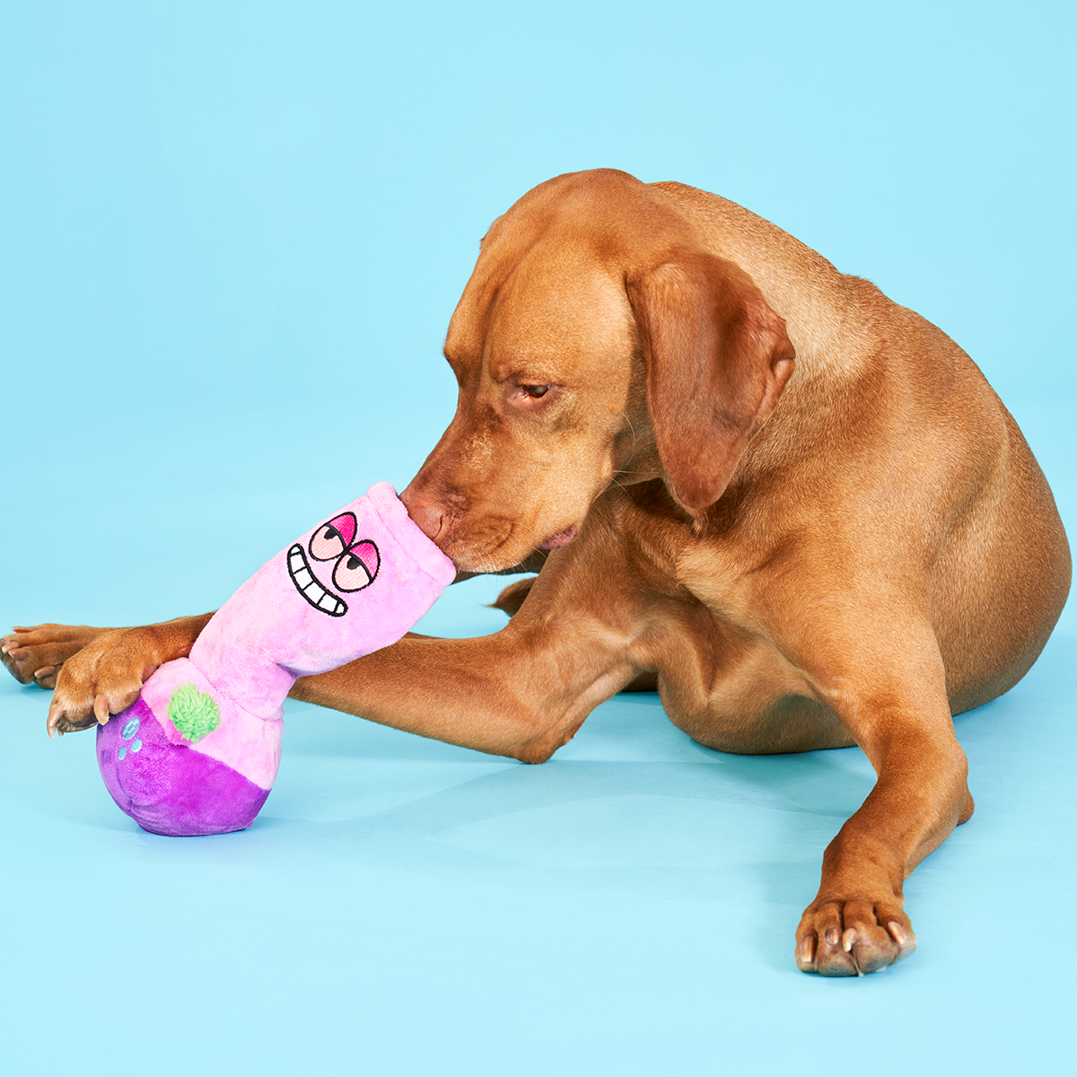 Bud Hounds BarkBox - One Month Gift Box