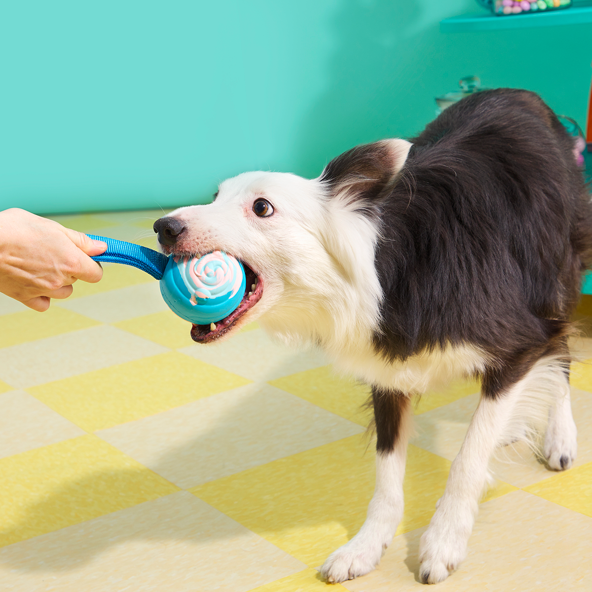 Birthday Super Chewer Box (Toy-Only) - One Month Gift Box#Dog Size_Medium Dog