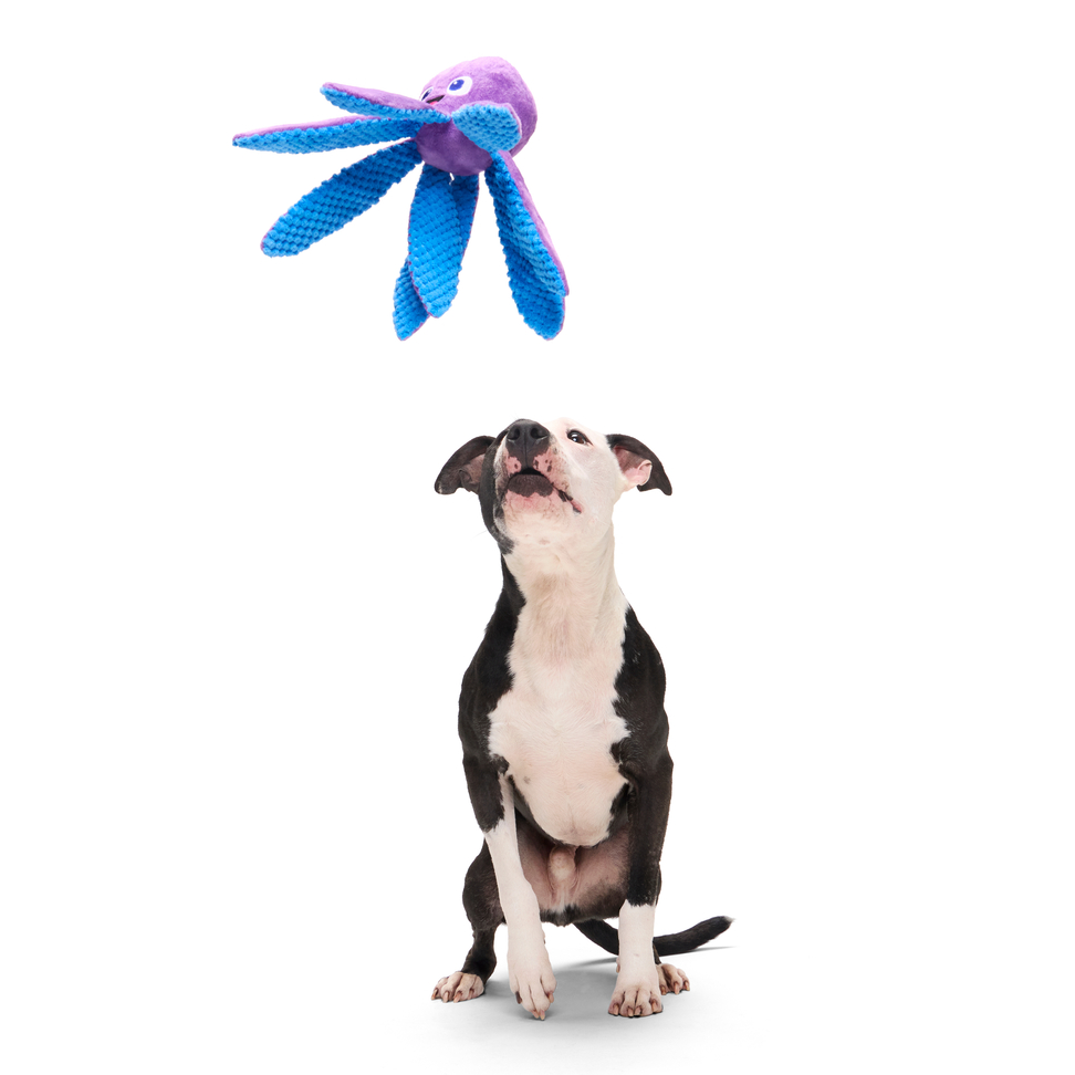 Odd Ollie the Octopus