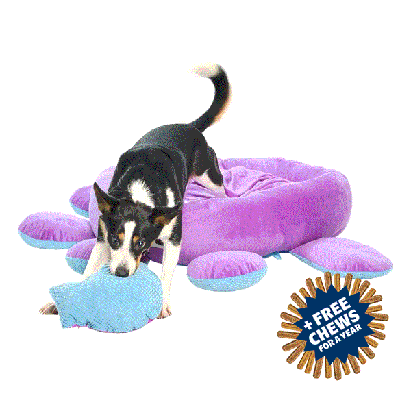 Toys, Treats, And A FREE Bed