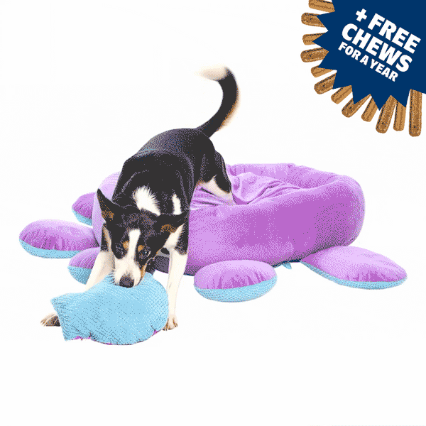 Toys, Treats, And A FREE Bed