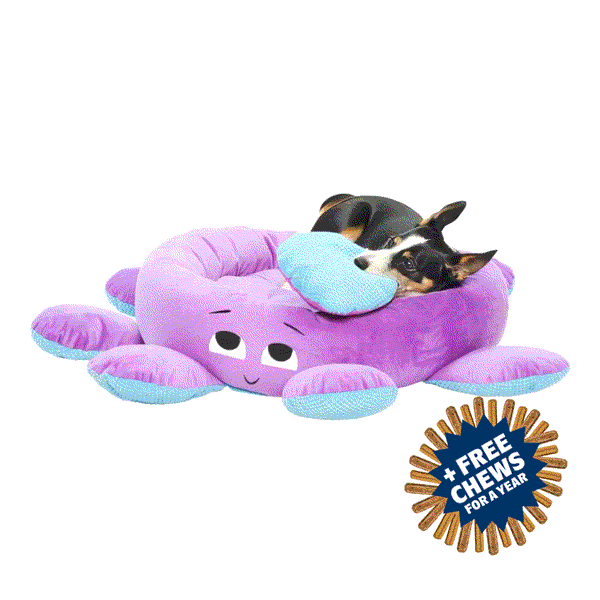 Toys, Treats, And A FREE Bed