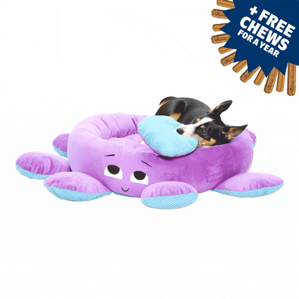 Toys, Treats, And A FREE Bed