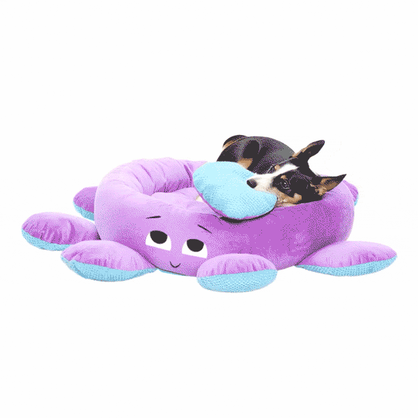 Toys, Treats, And A FREE Bed