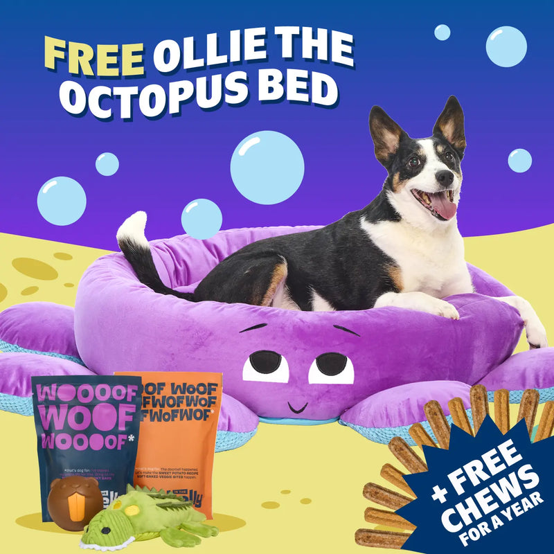 Tough Toys Delivered   Every Month