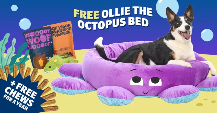 Tough Toys Delivered   Every Month