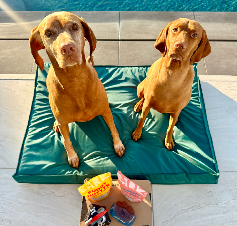 Dog Joy  Delivered  Every Month