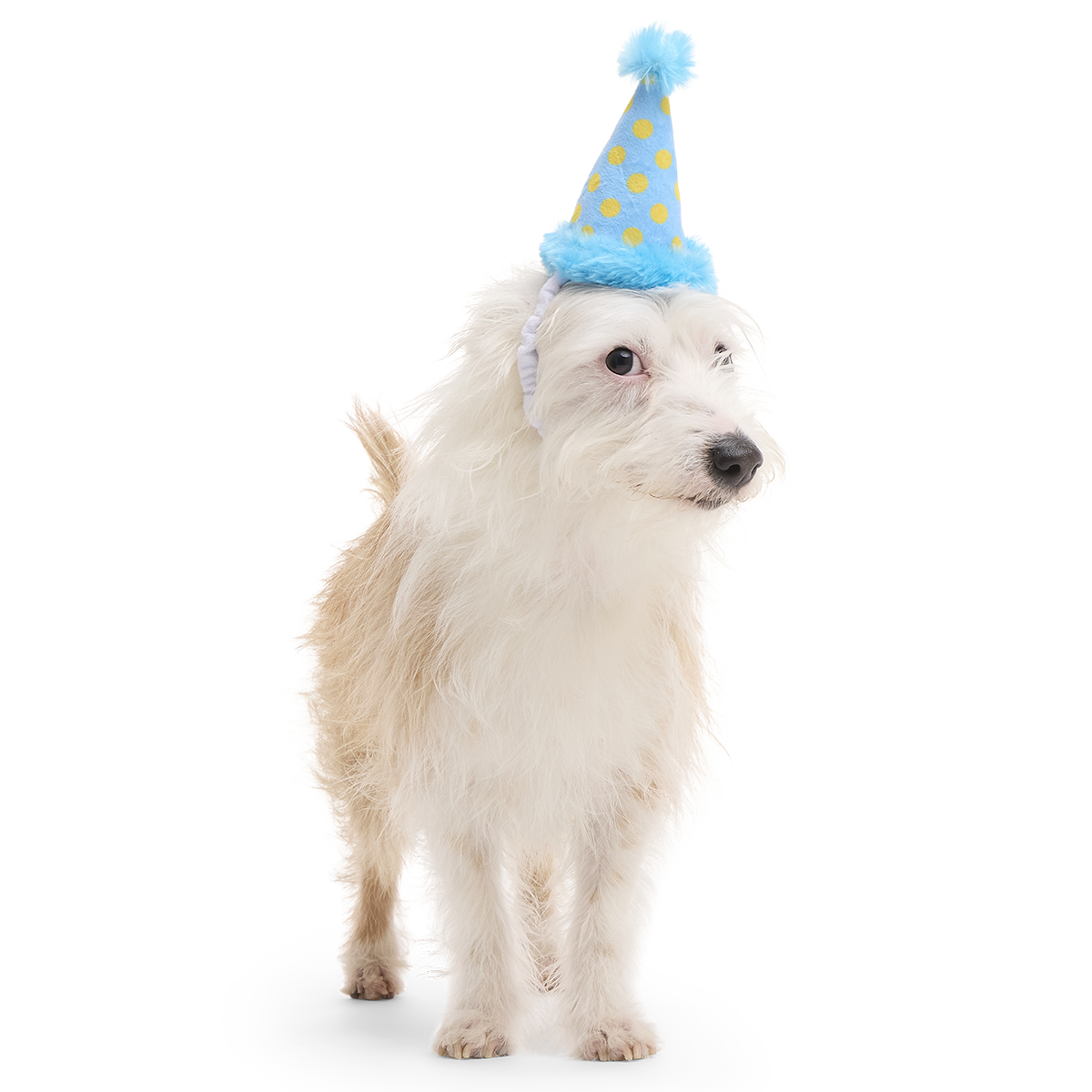 Birthday BarkBox (Toy-Only) - One Month Gift Box#Dog Size_Small Dog