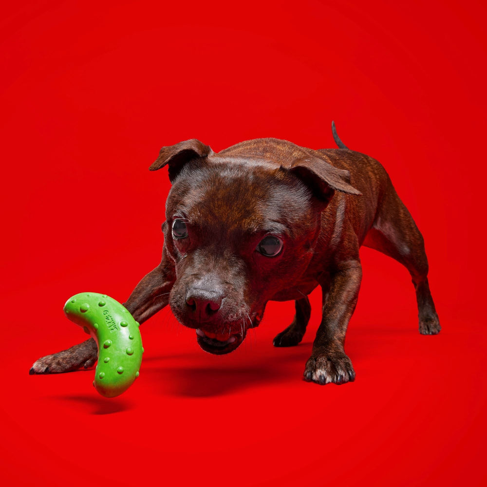 Pickle Stickle Dog Toy | Natural Rubber Squeaky Fetch Toy