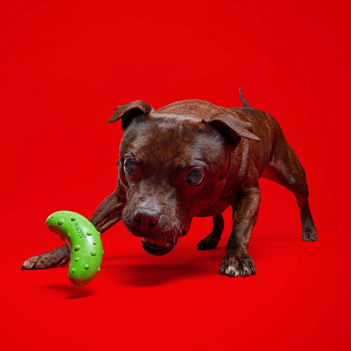 Pickle Stickle Super Chewer Durable Gnaw Dog Toy