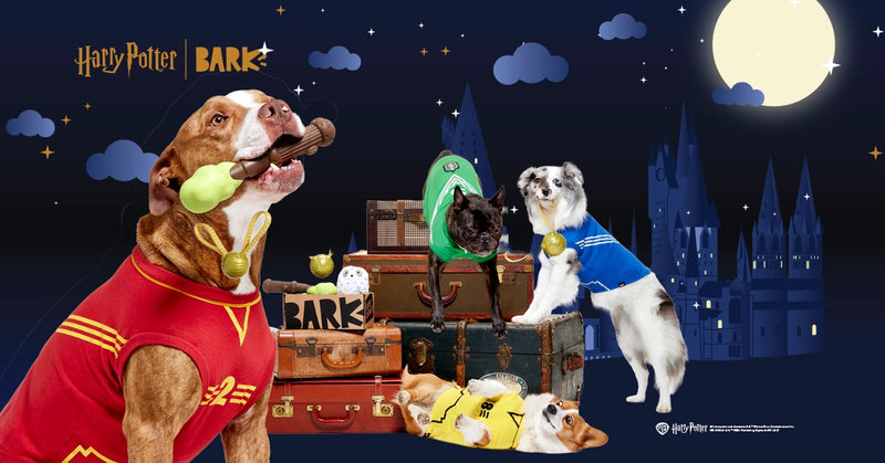 Tough Toys Delivered   Every Month