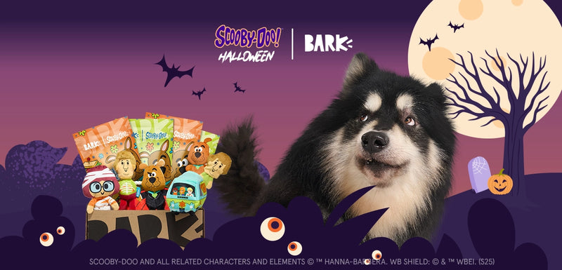 Dog Joy Delivered Every Month