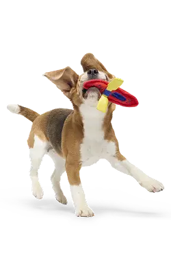 Pick your pup's plan.