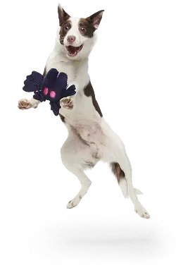 Unbox dog joy each month.