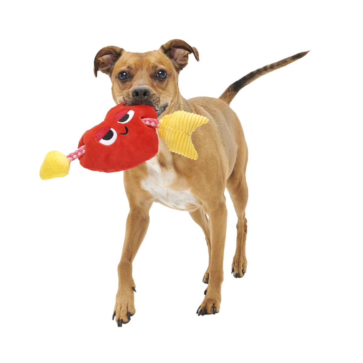 Heart Throbert Plush Tug Dog Toy
