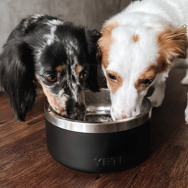 Treats, Toys & A FREE Yeti Bowl!